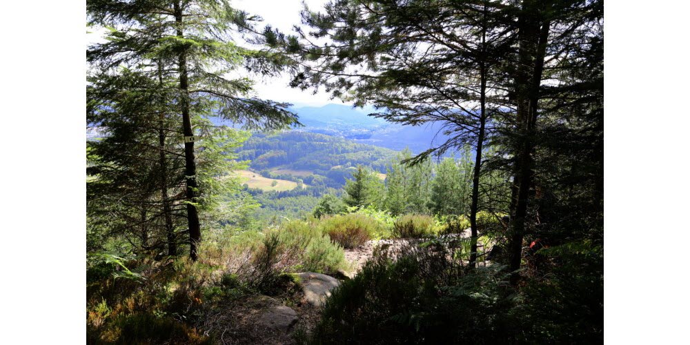 Les règles d’or en forêt