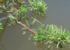 L’attribut alt de cette image est vide, son nom de fichier est myriophyllum-aquaticum-n-pipet-iibsn.jpg.