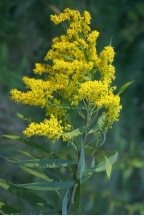 L’attribut alt de cette image est vide, son nom de fichier est solidago-gigantea-pache-g-conservatoire-botanique-national-alpin.jpg.