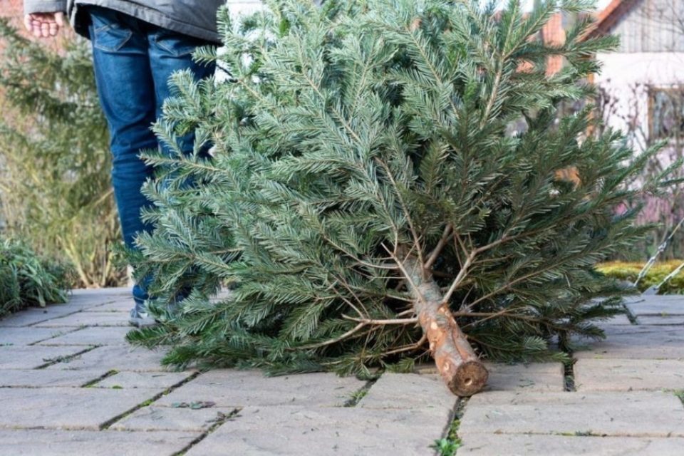 Collecte de vos sapins de Noël par le Sicovad