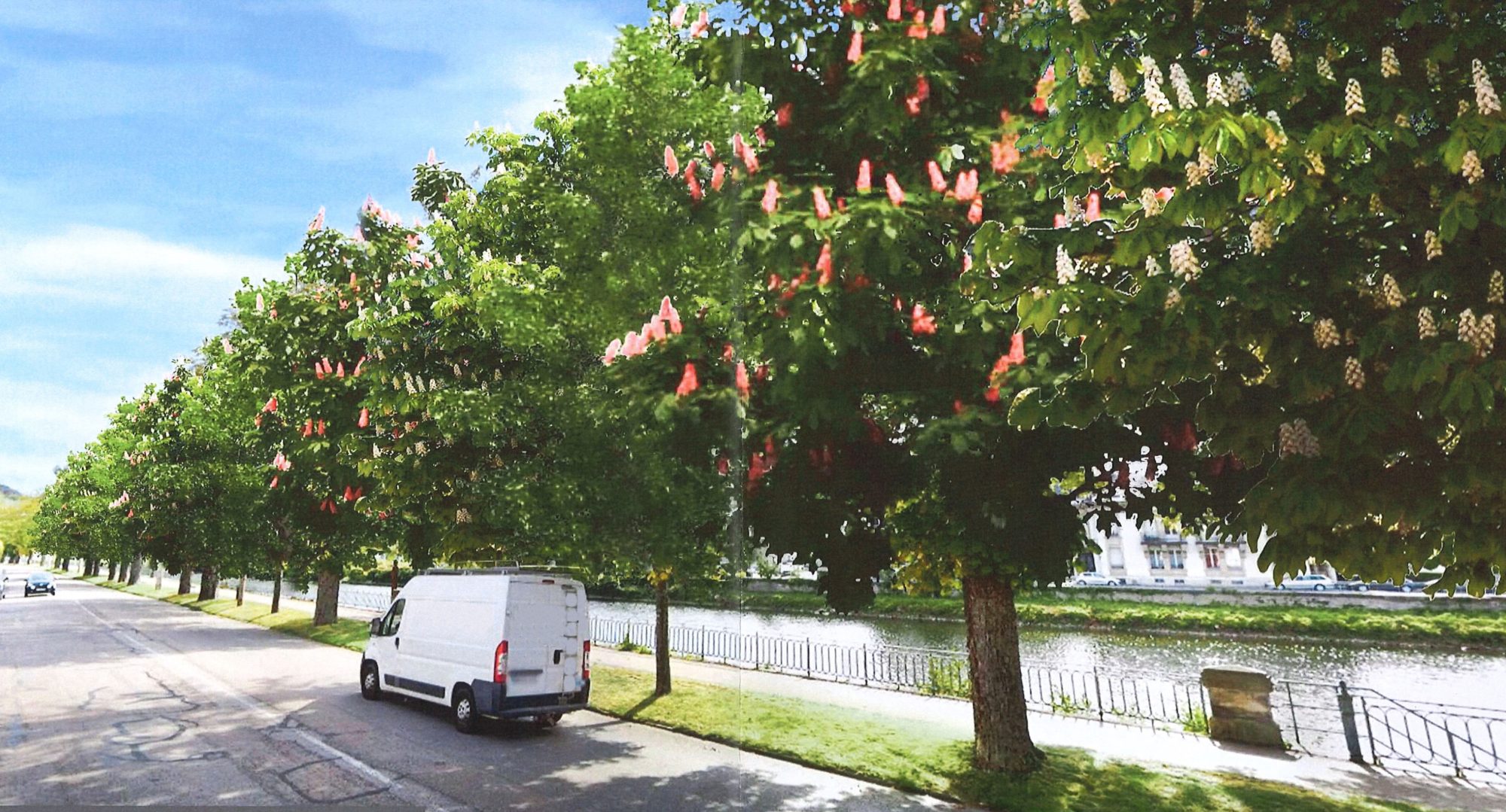 Plan Canopée : la Ville prend soin de ses arbres avenue des Templiers