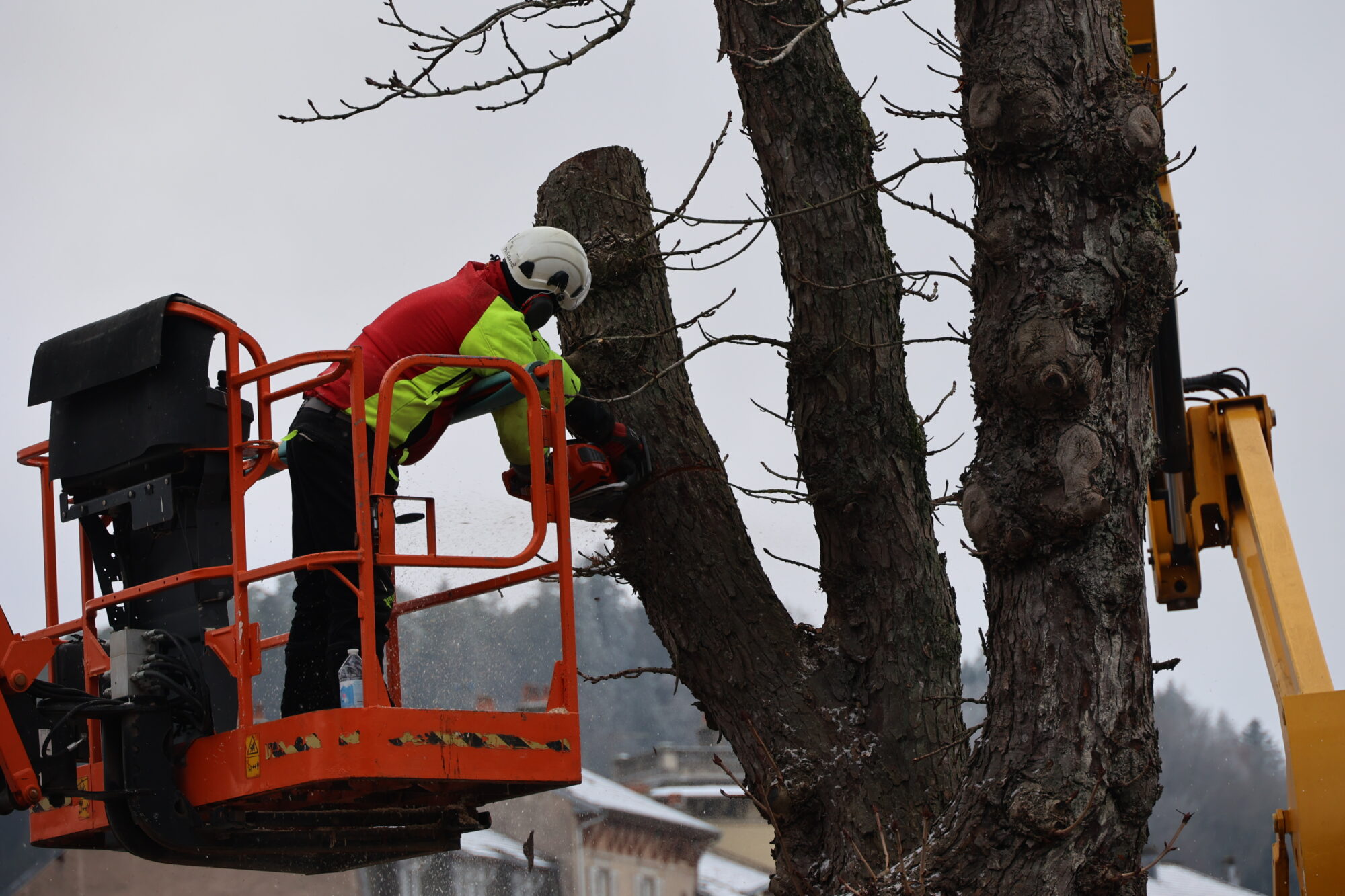 Renouvellement du patrimoine arboré de l’avenue des Templiers