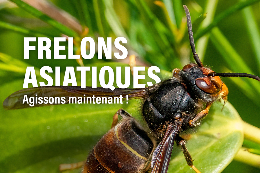 Frelons asiatiques : agissons maintenant !